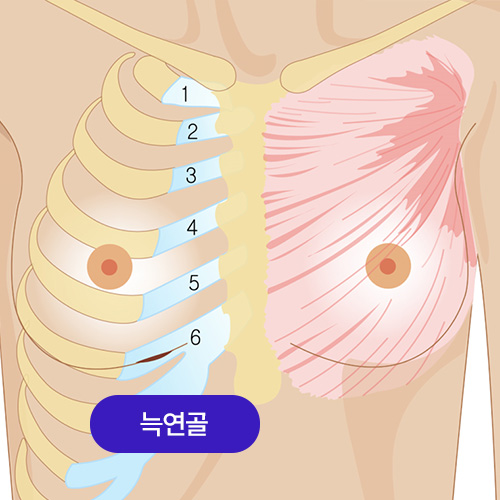 늑연골