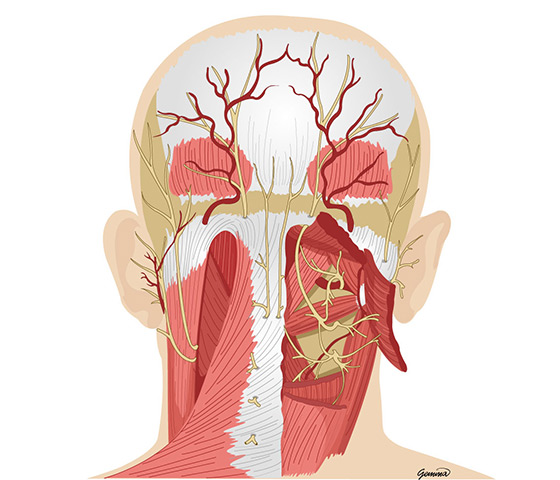근육과 신경 직접 분리